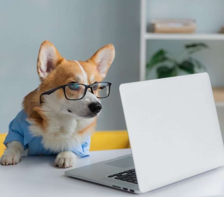 Os pets tamb&eacute;m trabalham, viu? 