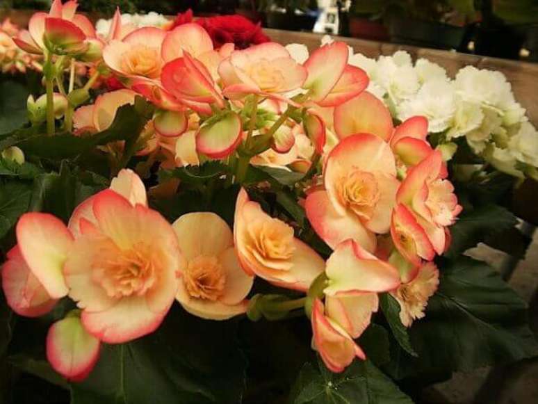 14- A beg&ocirc;nia &eacute; uma planta que precisa de luz indireta. Fonte: Ohiogas.info