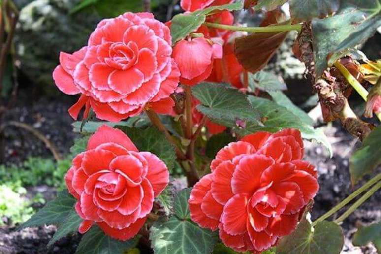 42- As beg&ocirc;nias s&atilde;o plantas decorativas e de grande variedade. Fonte: Pinterest