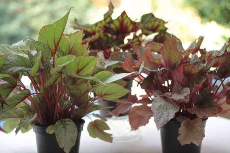 49- Os vasos com beg&ocirc;nias em janelas se desenvolvem rapidamente. Fonte: N&ocirc; Figueiredo