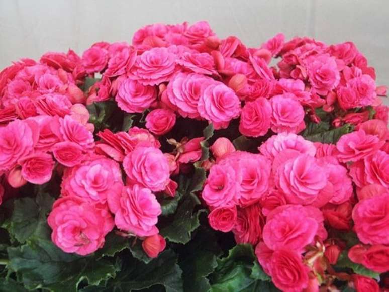 39- A beg&ocirc;nia &eacute; usada em arranjos florais porque suas hastes s&atilde;o curtas e fr&aacute;geis. Fonte: Mundo Ecologia