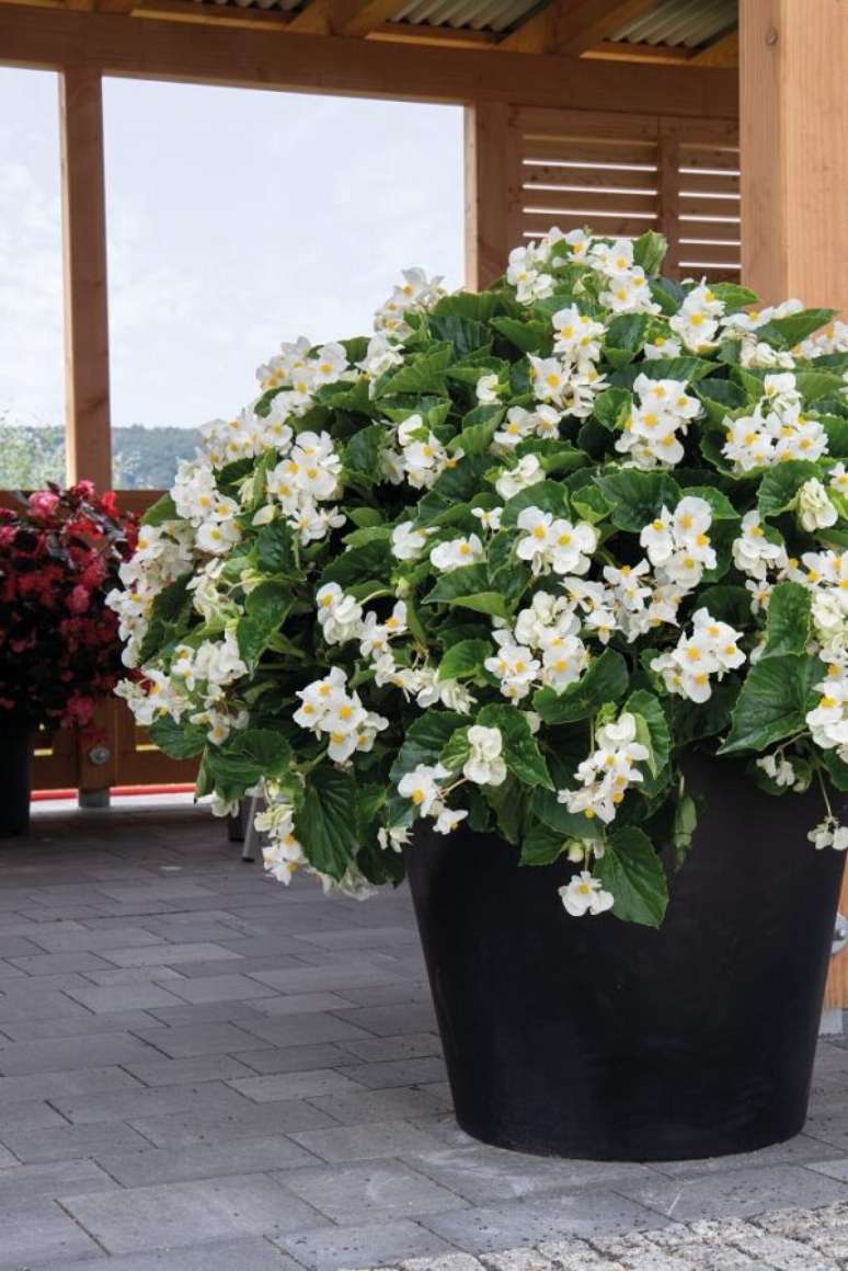 7- Os tipos de beg&ocirc;nia venosa s&atilde;o f&aacute;ceis de serem cultivados na sombra. Fonte: Arkpad