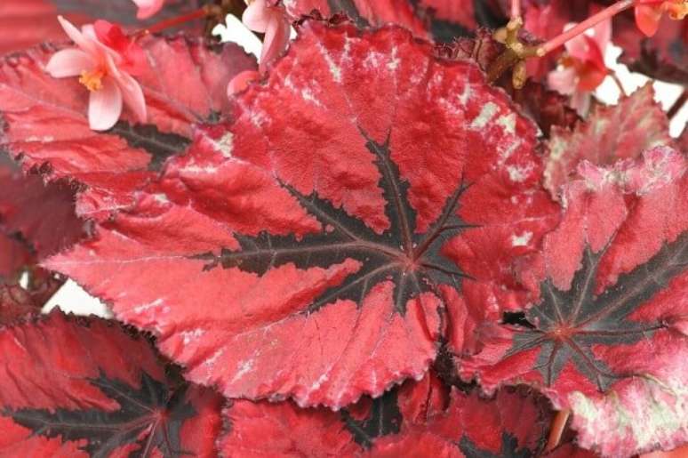 50- A beg&ocirc;nia Rex possui folhas nas cores verde, vermelho, vinho e prata. Fonte: Construindodecor