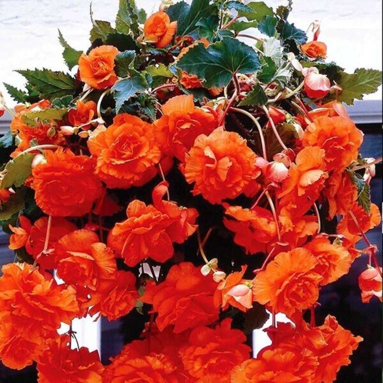 41 &ndash; As beg&ocirc;nias s&atilde;o uma das plantas mais utilizadas pelos paisagistas e jardineiros. Fonte: Ohiogas.info