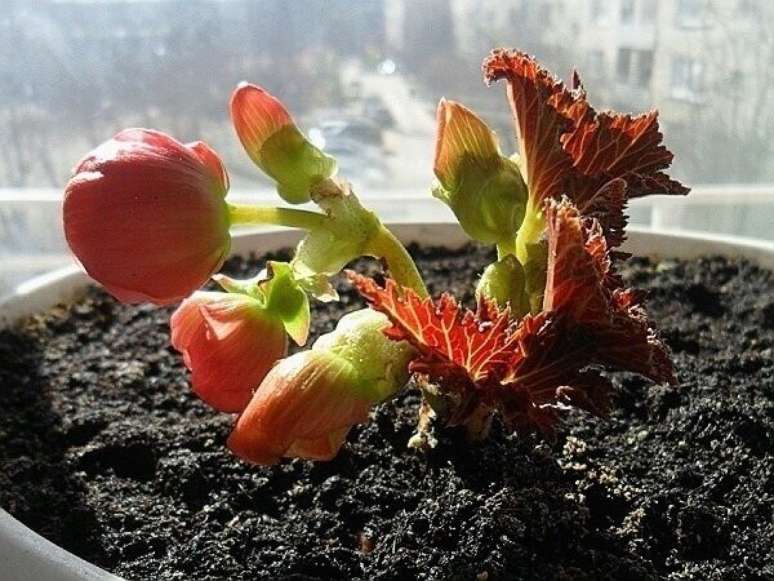 9- O vaso ideal de como cuidar de beg&ocirc;nia deve ser grande o suficiente para garantir o desenvolvimento das ra&iacute;zes; Fonte: Ohiogas.info