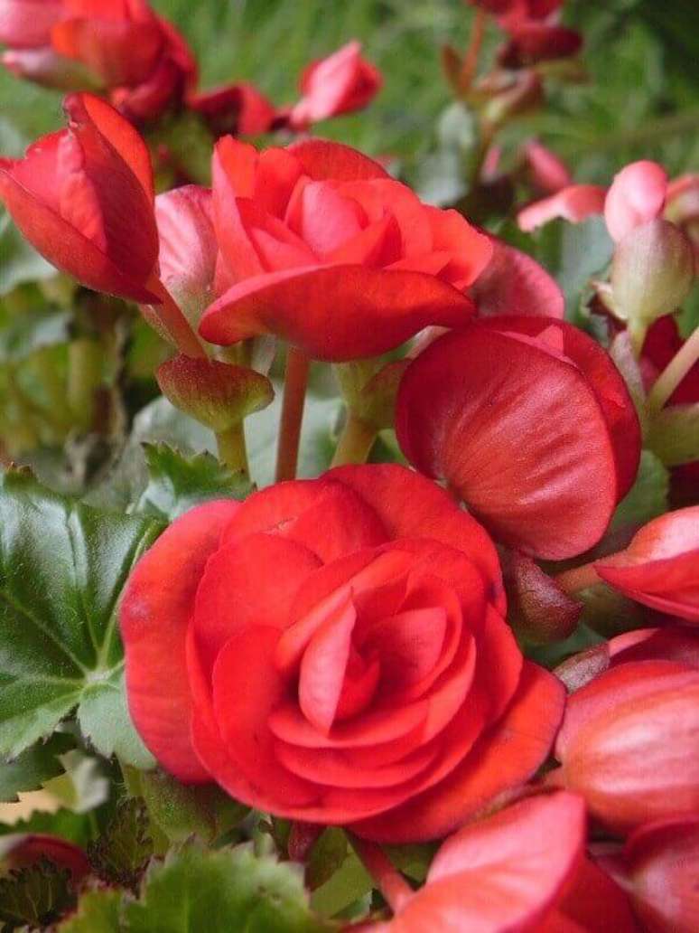 4- A beg&ocirc;nia vermelha pode ser colocada em cachepots para decorar a sala. Fonte: Lilian Miliauskas