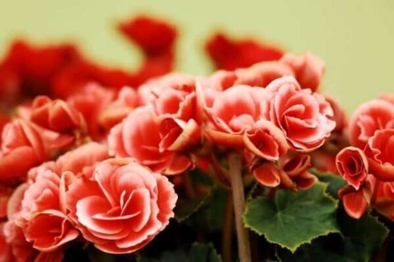 19- A beg&ocirc;nia n&atilde;o deve ser plantada em um vaso pequeno porque impossibilita a expans&atilde;o das ra&iacute;zes. Fonte: Decora&ccedil;&atilde;o e Plantas