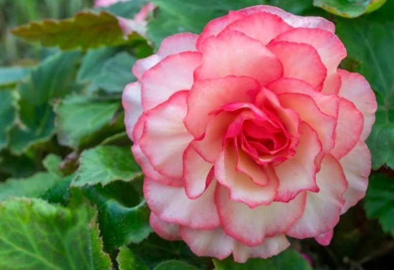 28- A beg&ocirc;nia &eacute; uma planta ornamental de folhagem r&uacute;stica. Fonte: Gardenia.net