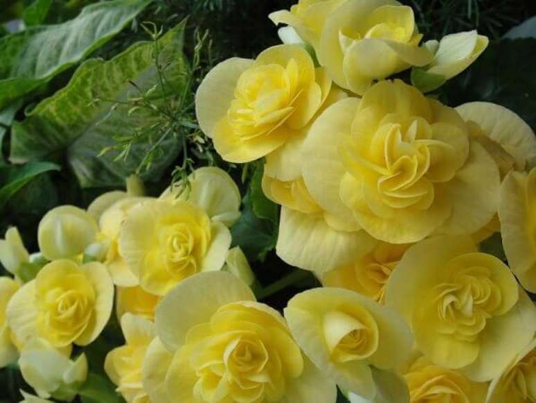 10 &ndash; A beg&ocirc;nia &eacute; uma planta de regi&otilde;es tropicais, principalmente da Am&eacute;rica. Fonte: Anna Motta