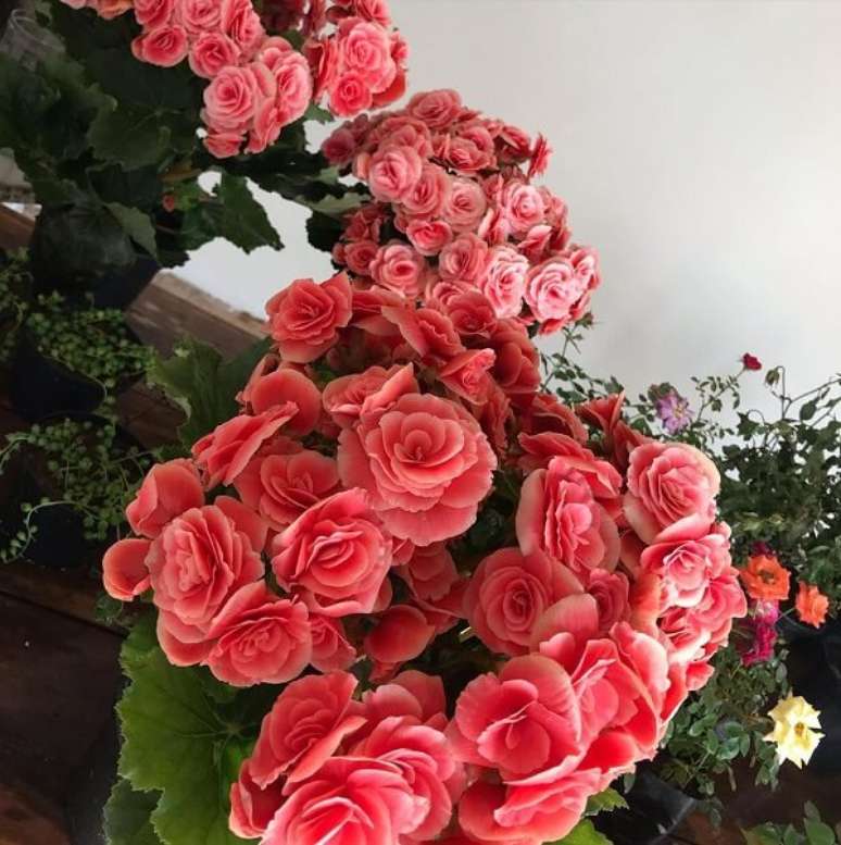 17- A beg&ocirc;nia &eacute; um s&iacute;mbolo de jovialidade e fertilidade. Fonte: Dicas Decor