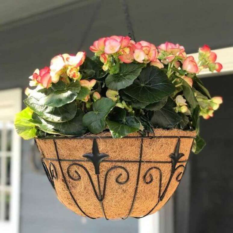 23- A beg&ocirc;nia cerosa &eacute; ideal para plantar em cachepots de fibra de coco. Fonte: Diego Oliveira Not&iacute;cias