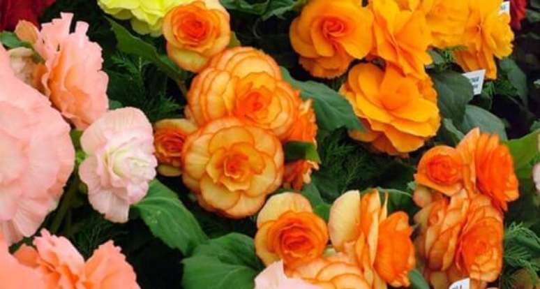 15- A beg&ocirc;nia precisa de regas diretamente na terra. Fonte: Jardim das Ideias