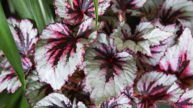 34- A Beg&ocirc;nia Rex tem um bom desenvolvimento dentro de ambientes fechados, por&eacute;m iluminados. Fonte: Houseplant Central