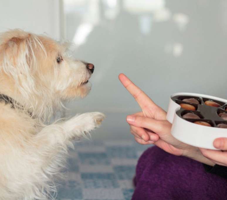 O cão deve ficar longe de qualquer tipo de chocolate! 