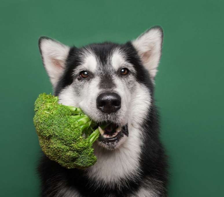 O brócolis está liberado na dieta dos cães! 