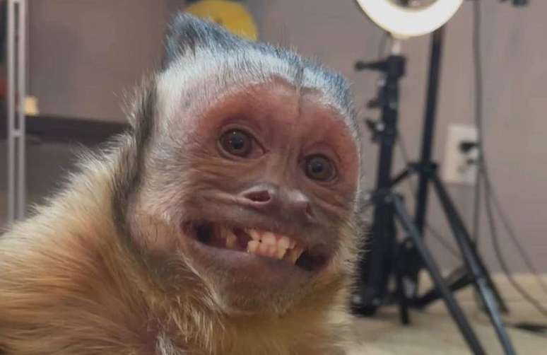 Foto de macaco