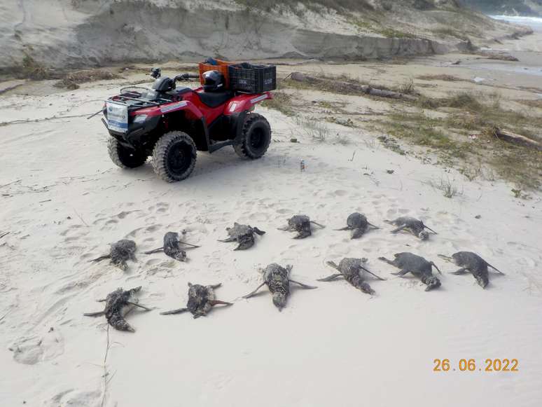 Animais foram encontrados morto em praias de Florianópolis