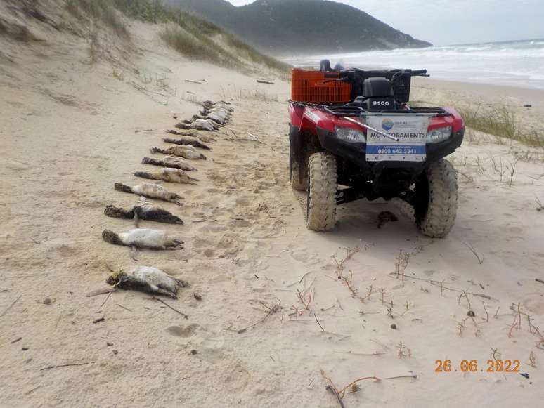 Em 26 de julho, ocorreu o encalhe de 41 pinguins entre a Barra da Lagoa e a Praia do Moçambique