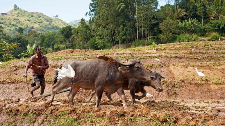 O tamanho do país dificulta a expansão da agricultura