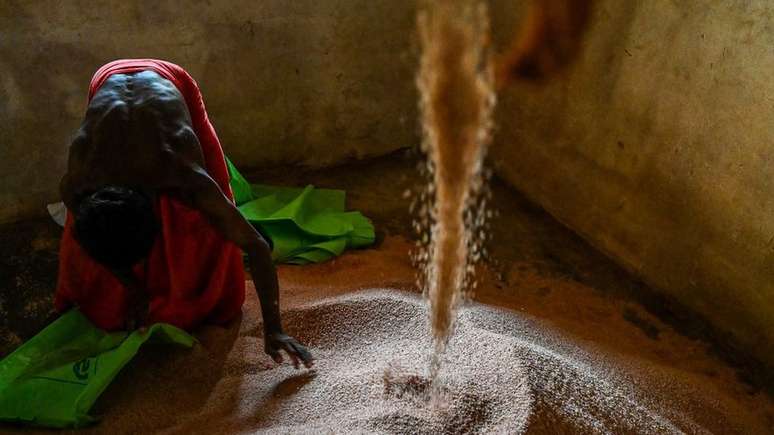 A produção de arroz teria caído cerca de 40% no Sri Lanka