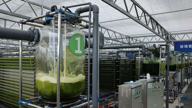 Cultivar algas em um ambiente sintético é uma das diversas formas para substituir os serviços ecossistêmicos da natureza