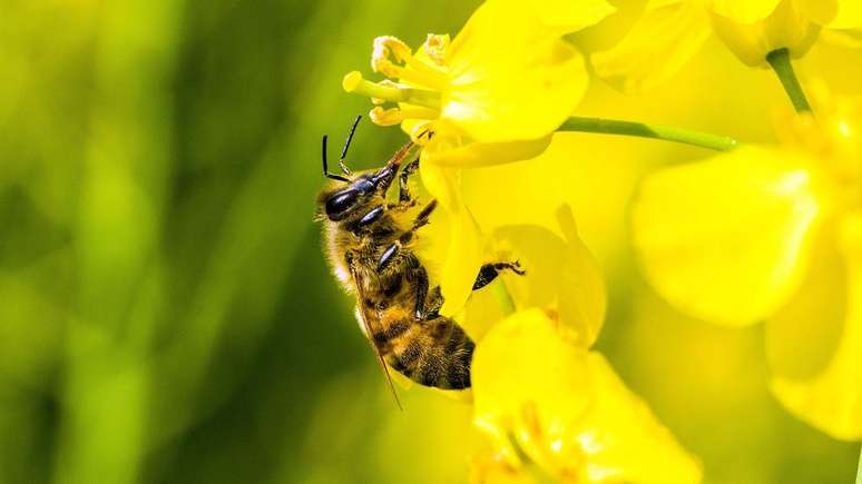 Pólen produzido pela canola é sensível à temperatura, de modo que é crucial que floração aconteça em dias mais frescos