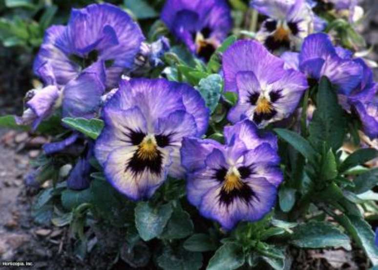 Amor perfeito: elas adicionam cor ao seu jardim enquanto o tempo est&aacute; frio, na primavera e no outono. At&eacute; passar&atilde;o o inverno em algumas regi&otilde;es se forem cobertas para prote&ccedil;&atilde;o. D&ecirc; a essas plantinhas pouco exigentes sol e solo que drene facilmente.