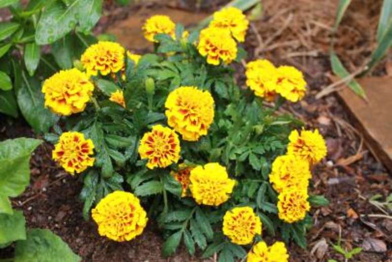 Cosmos: pic&atilde;o-de-padre s&atilde;o f&aacute;ceis de cultivar em locais ensolarados, iluminando seu jardim com tons de amarelo, vermelho e dourado enquanto florescem durante todo o ver&atilde;o.