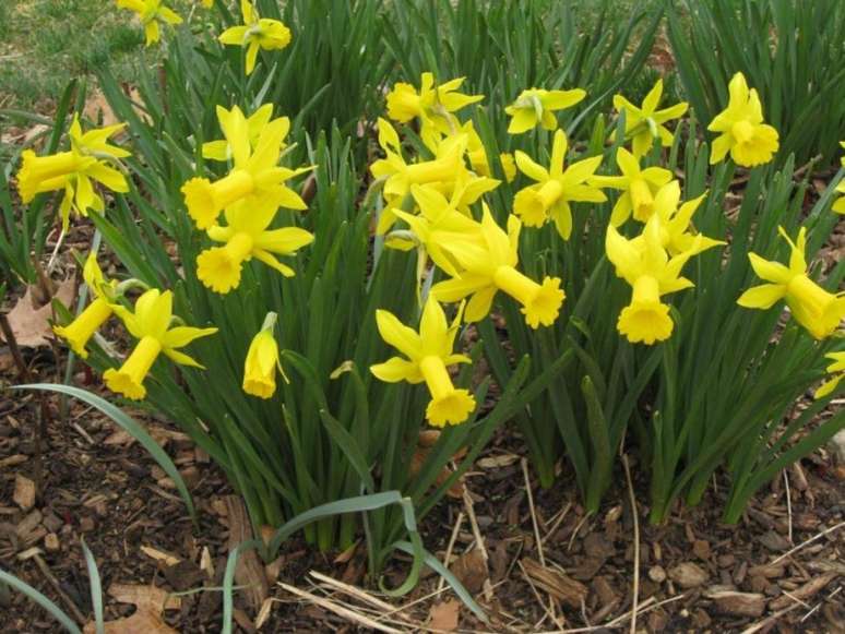 Narcisos: plante bulbos de narcisos deixe-os florescer. Eles vão desabrochar a cada primavera, enchendo seu jardim de cor e fragrância. Dê a eles um recanto ensolarado ou parcialmente ensolarado no jardim ou em vasos; São melhor plantados no outono.