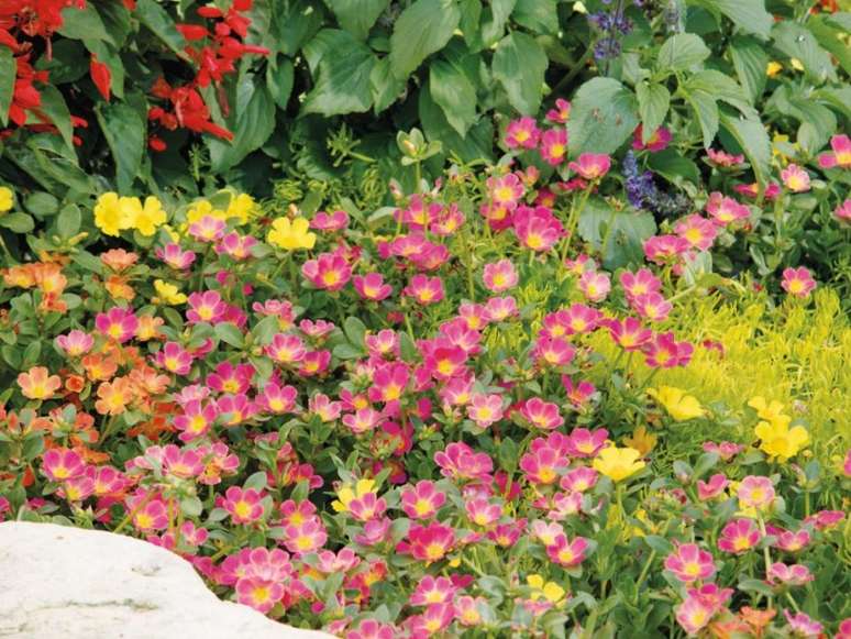 Flores para plantar em qualquer região no mês de abril - Sucesso no Campo