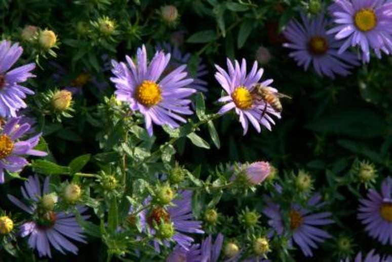 Áster: Os ásteres nativos da Nova Inglaterra atingem seu clímax do final do verão ao outono, quando florescem em tons que variam de roxo profundo a lavanda e rosa. Essas belezas pouco exigentes, que são flores silvestres, funcionam em pleno sol a sombra parcial e podem crescer até 1,8m de altura.