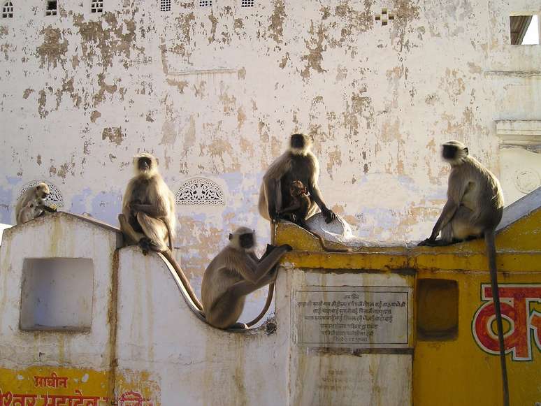 Macacos jogam bebê de quatro meses de telhado de imóvel de três andares