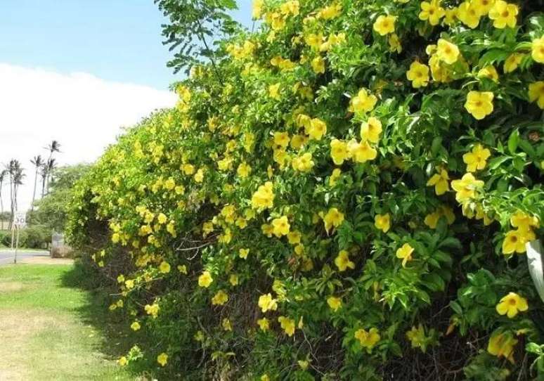 22. Plantas com flores: a alamanda amarela trepadeira delimita a &aacute;rea do terreno. Fonte: ConstruindoDecor