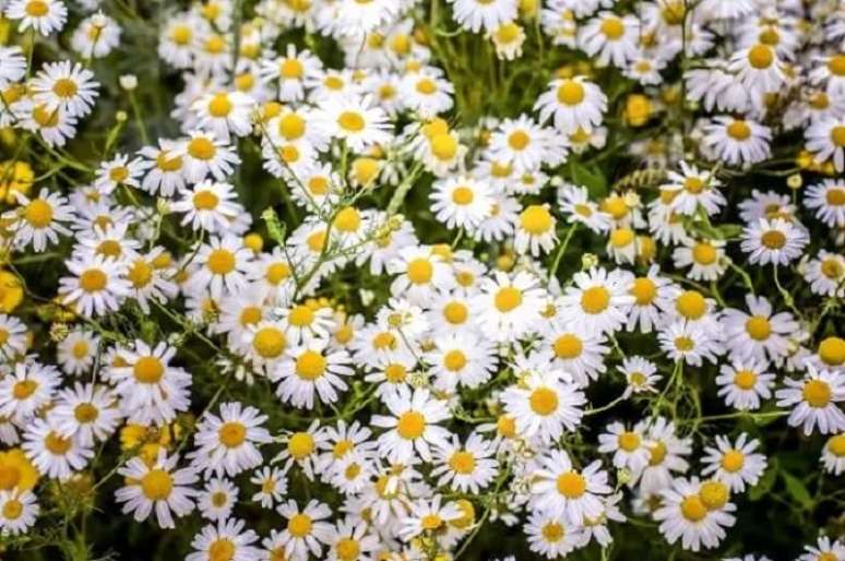 14. Plantas com flores: a margarida apresenta p&eacute;talas alargadas e delgadas que contornam o bot&atilde;o central, dourado ou amarelo. Fonte: Freepik