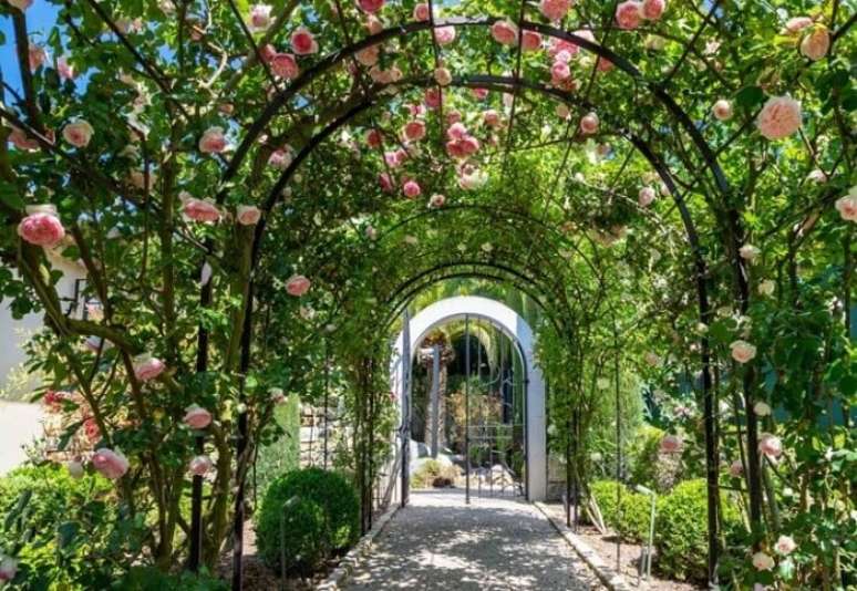 15. Plantas com flores: a rosa trepadeira traz vida para cercas, caramanch&otilde;es, pergolados. Fonte: Roses Meilland