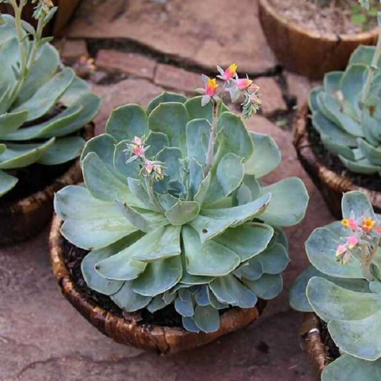 19. Plantas suculentas com flores: a echeveria &eacute; tamb&eacute;m conhecida como rosa de pedra. Fonte: I Love Flores