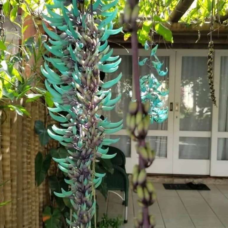 18. Plantas suculentas com flores: a planta jade &eacute; uma suculenta de origem africana. Fonte: Jardimdamar