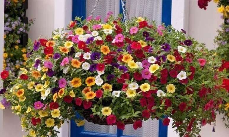 21. Plantas pendentes com flores: flores de mini pet&uacute;nia cultivadas em vasos suspenso. Fonte: Sandra Fraga