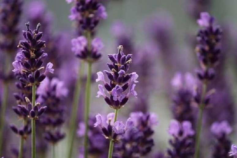28. Plantas com flores: a Lavanda possui propriedades extraordin&aacute;rias. Fonte: Pixabay