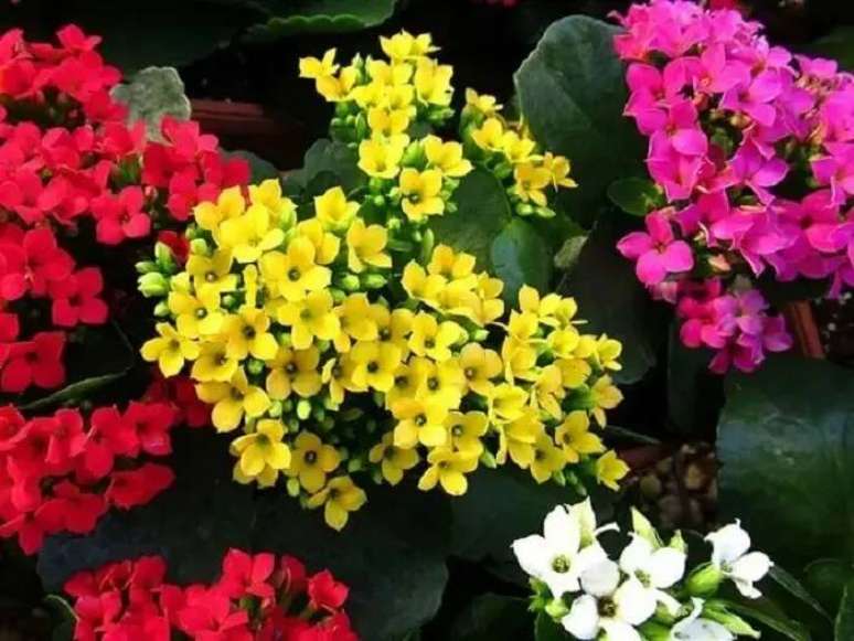 9. Plantas pequenas com flores: a flor Kalanchoe deve ser adubada anualmente para estimular a sua flora&ccedil;&atilde;o. Fonte: Garden Goods Direct
