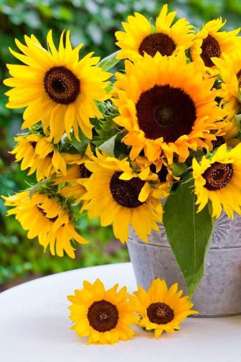 4. Plantas de sol com flores: o girassol simboliza calor, vitalidade e energia positiva. Fonte: Tudo Especial