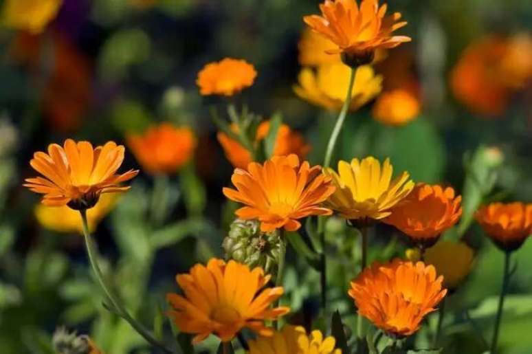 25. A cal&ecirc;ndula tamb&eacute;m &eacute; conhecida como margarida dourada. Fonte: Escola de Bot&acirc;nica