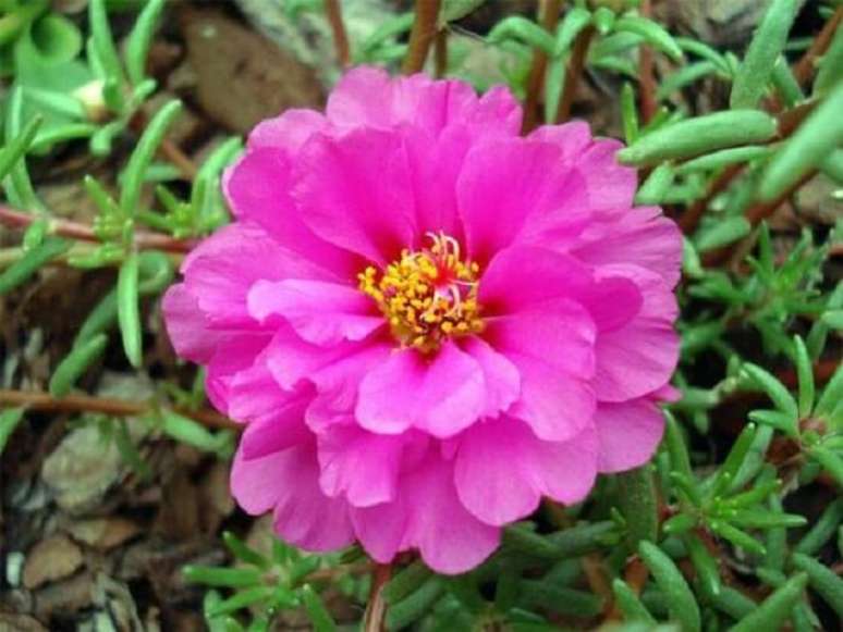 8. Plantas pequenas com flores: as onze-horas s&atilde;o plantas que florescem anualmente na primavera. Fonte: umCOMO