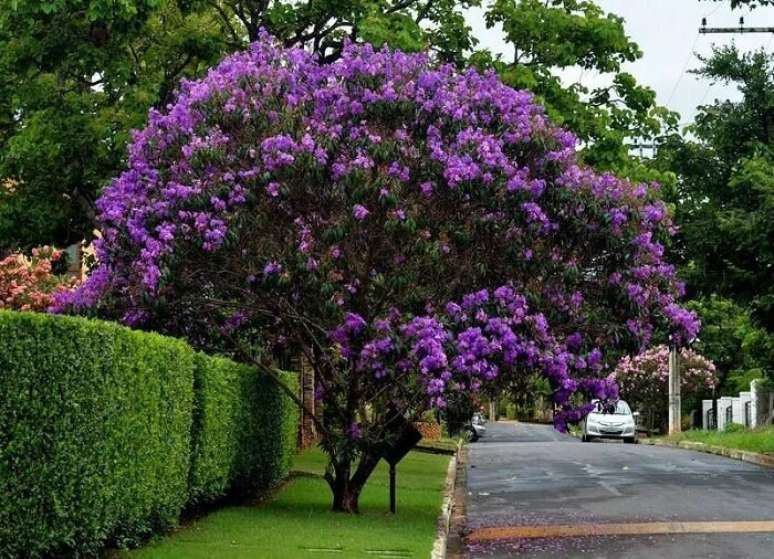 17. Plantas com flores: a quaresmeira &eacute; uma &aacute;rvore de beleza not&aacute;vel. Fonte: Jardineiros Net