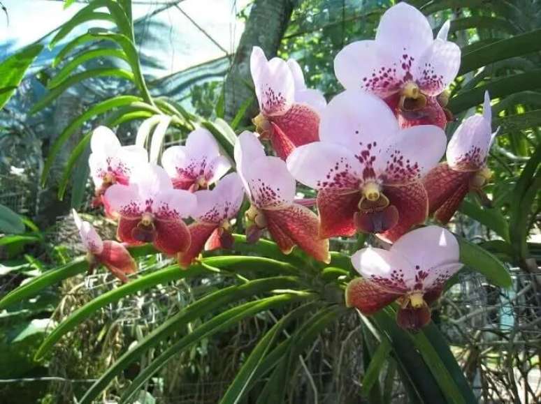 10. Plantas com flores: a maioria dos diferentes tipos de orqu&iacute;deas devem ser cultivados em sombra. Fonte: Total Constru&ccedil;&atilde;o