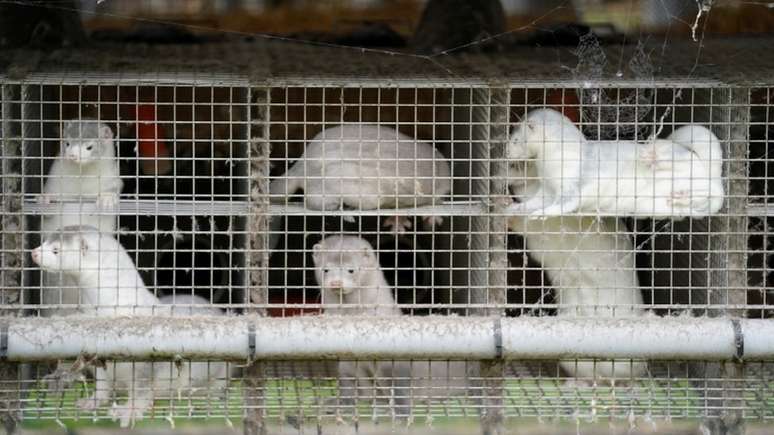 Minks (ou visons) foram uma das primeiras espécies em que foi observada a infecção e a transmissão do coronavírus causador da covid