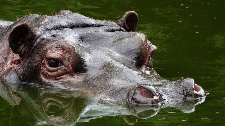Num zoológico localizado na Bélgica, um hipopótamo recebeu diagnóstico positivo para covid em dezembro de 2021
