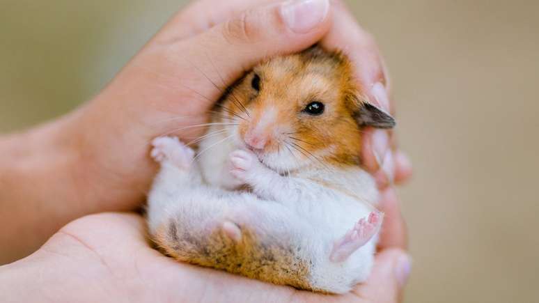 Em Hong Kong, hamsters vendidos num pet shop pegaram covid e transmitiram para pessoas