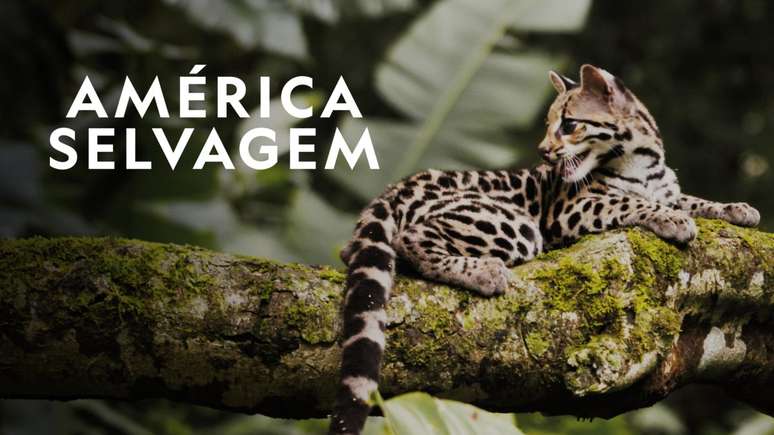 A série busca apresentar as diversas espécies de animais que vivem na América Latina.