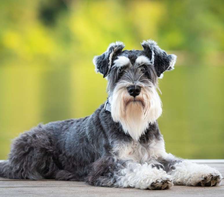 Cachorro de porte médio da raça Schnauzer 